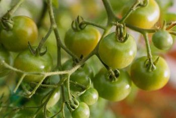 چگونه در باغچه گوجه فرنگی بکاریم