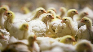 مزایای پرورش ، تولید و مصرف  مرغ سبک وزن
