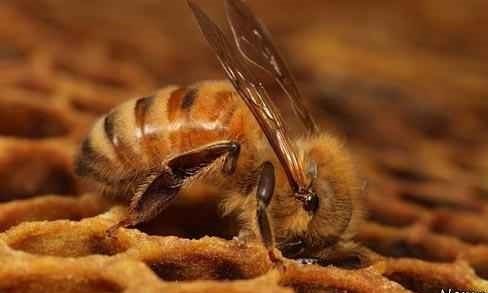 زیست شناسی زنبور عسل اروپائی گونه APIS MELLIFERA