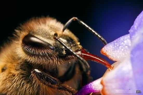 نحوه تامین آب توسط زنبور عسل