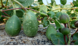 سمینار مطالعه اثر گیاه علف مار هندوانه کوهی بر سرطان اولیه کبد