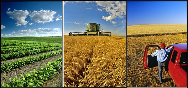 نقش تجارت الکترونیک در بازاریابی محصولات کشاورزی