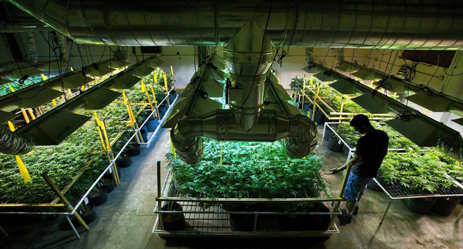 How Cannabis Production is Becoming More High-Tech