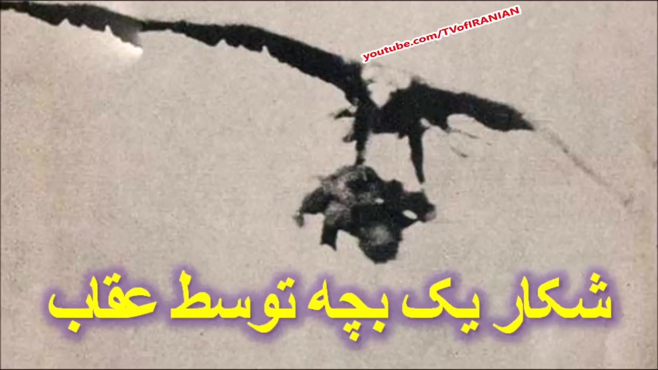 لحظات وحشتناک شکار یک بچه توسط عقاب تیز‌بین! + عکس 