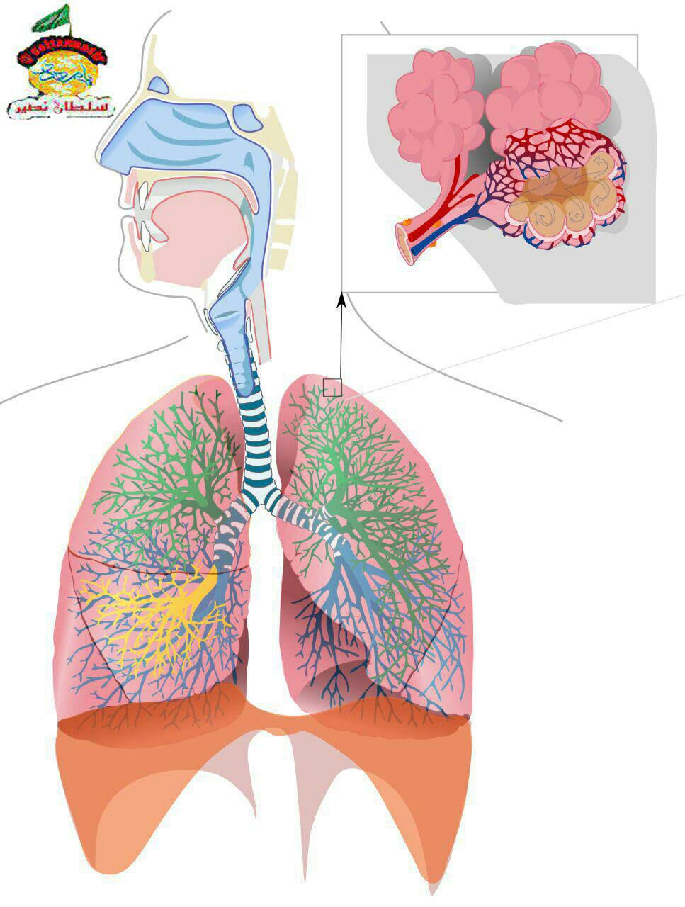 تصویر دستگاه تنفسی انسان