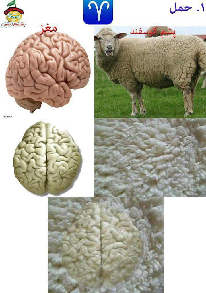 تصویر شباهت مغز انسان به پشم گوسفند