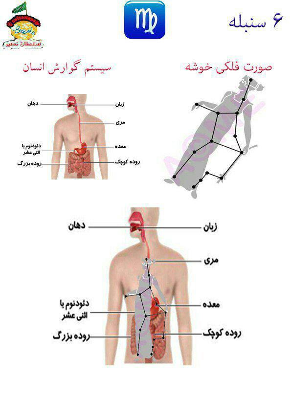 شباهت نسبی صورت فلکی سنبله به دستگاه گوارش 