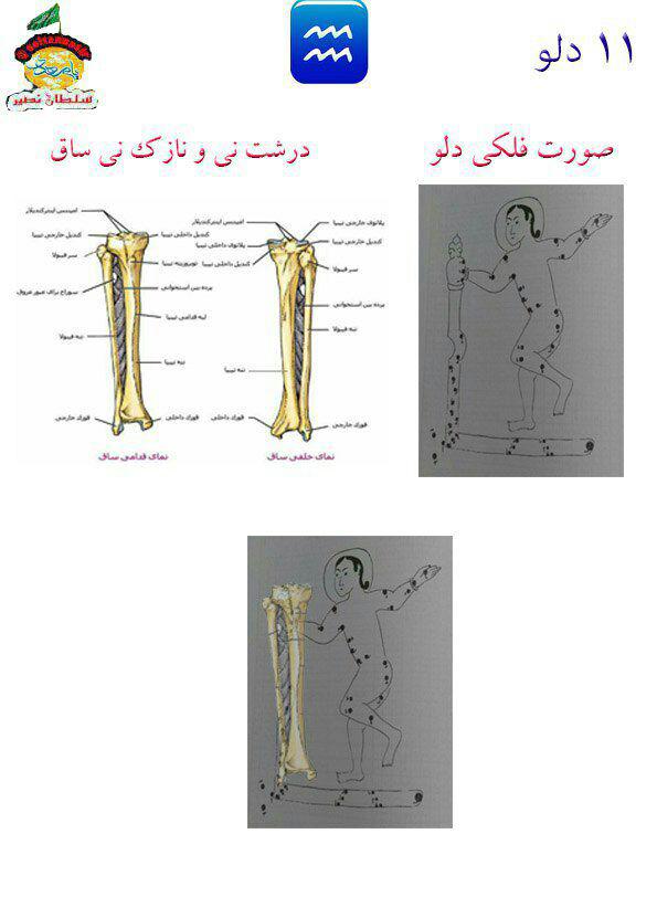 تصویر شباهت نسبی استخوان های ساق پا به صورت فلکی دلو