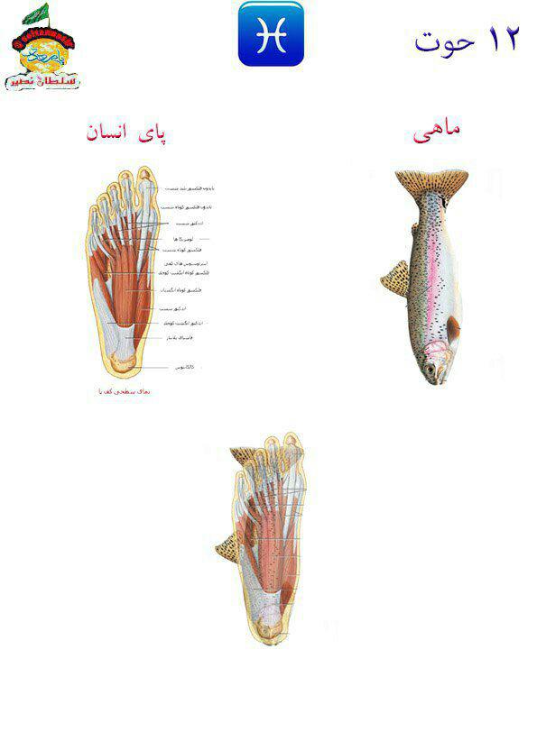 تصویر شباهت نسبی صورت فلکی حوت به ماهی.