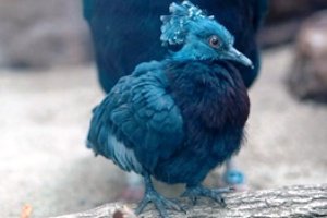 کبوتر تاجدار ویکتوریا با ظاهری بسیار زیبا و خاص + عکس