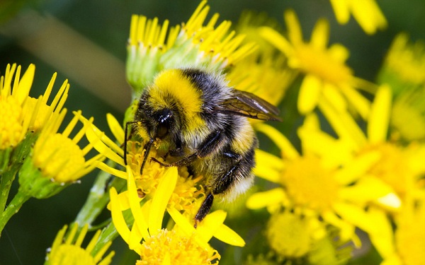 میزان قند مصرفی در کلنی و زنبورهای عسل
