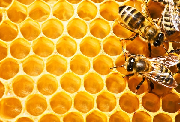 موم زنبور عسل و نحوه استخراج آن 
