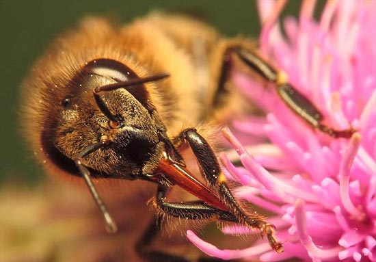 معرفی انواع زنبورها