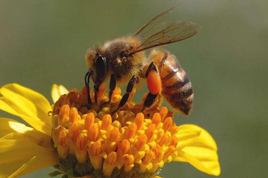  نا هنجاری ها و بیماری های غیر عفونی زنبور عسل