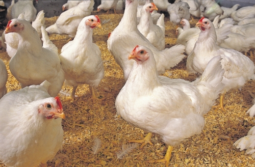تغذیه عامل بازدارنده کانیبالیسم در مرغ های تخم گذار