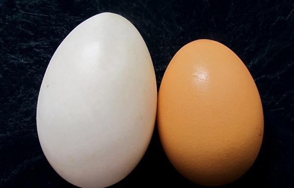 نقص طبیعی تخم مرغ ها در مقابل آلودگی