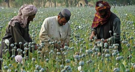 عزم چین برای مبارزه  با مواد مخدر در افغانستان