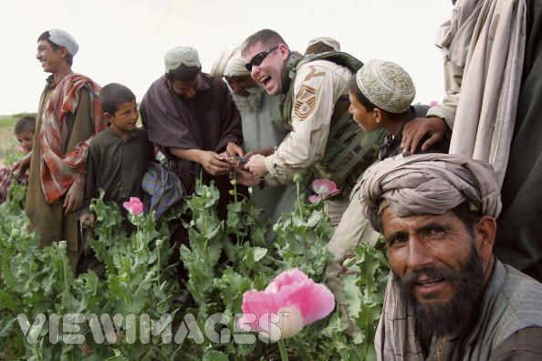 پنجاه برابر شدن کشت مواد مخدر در افغانستان از زمان حضور امريکا تاکنون	