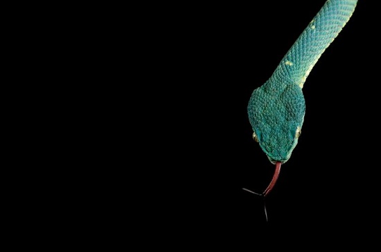 22 عکس جالب و دیدنی از مارهای سمی و خطرناک سراسر جهان