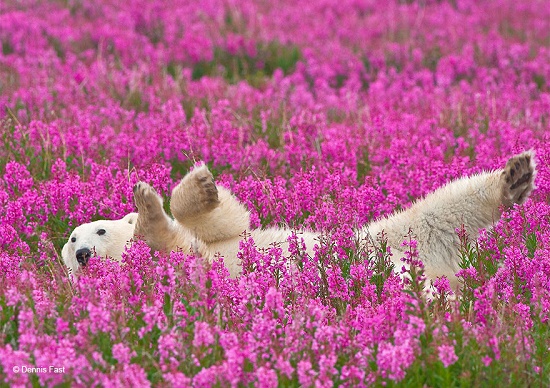 عکس های کمیاب از بازیگوشی یک خرس قطبی در میان گل ها