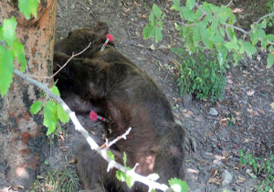 لحظه دلخراش مرگ خرس قهوه‌ای به‌دست مسئولان اداره کل حفاظت محیط زیست گلستان! + فیلم(18+)