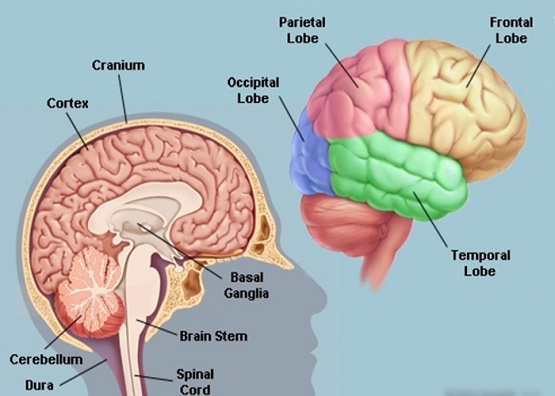 آیا مغز انسان پر می شود؟
