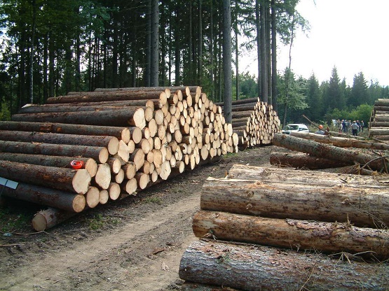 برداشت چوب از جنگل‌های شمال کاهش یافت/ ایران جزو کشورهای موفق در حوزه حفاظت از جنگل