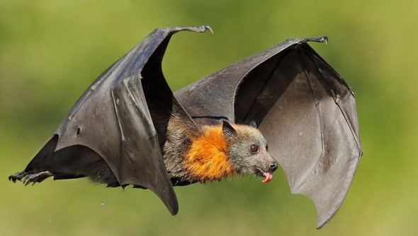 خفاش ها چگونه زندگی می کنند