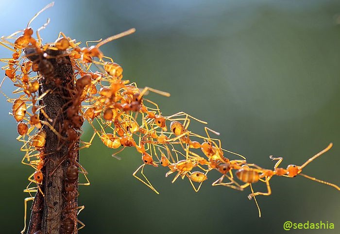همکاری مورچه ها 