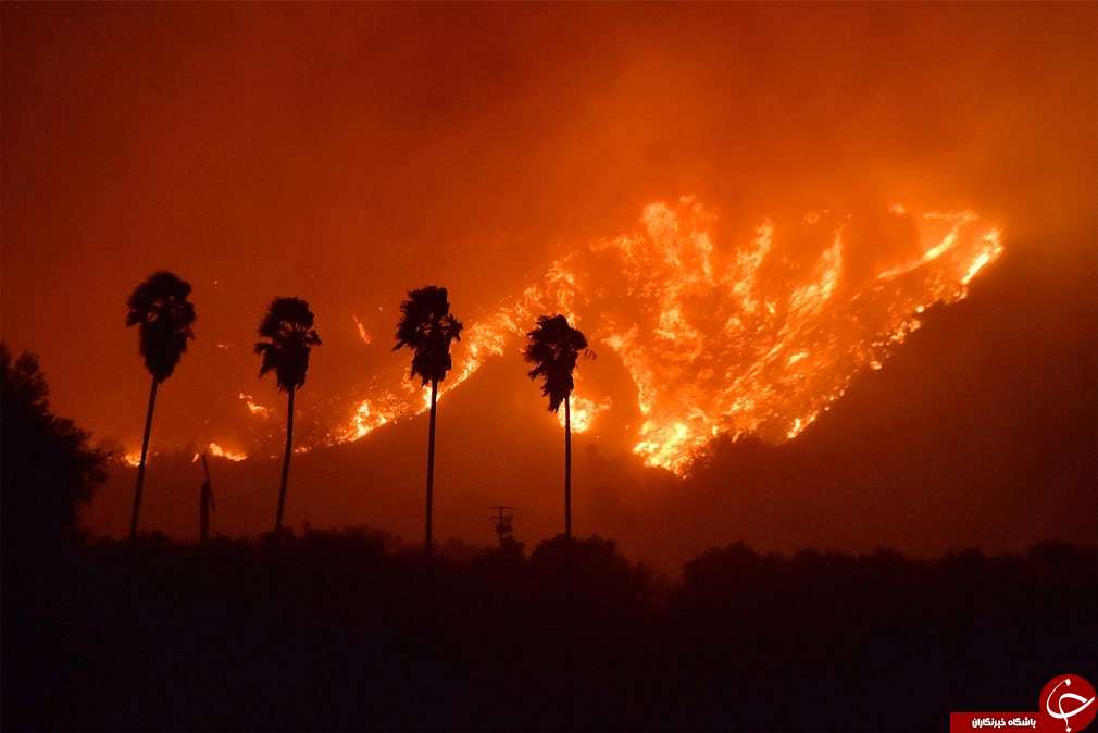 تصاویر روز: از آتش‌سوزی جنگل‌های کالیفرنیا تا پرواز قوها بر فراز دریاچه قو در چین