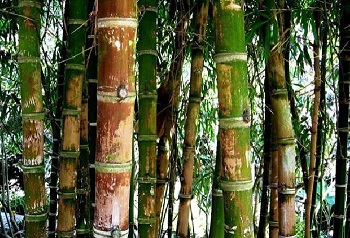  درخت بامبو