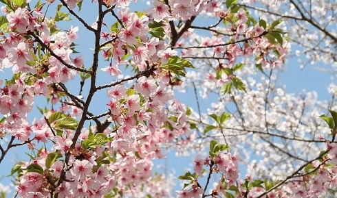  عکس های زیبا و رویایی از شکوفه های بهاری درختان گیلاس در ژاپن