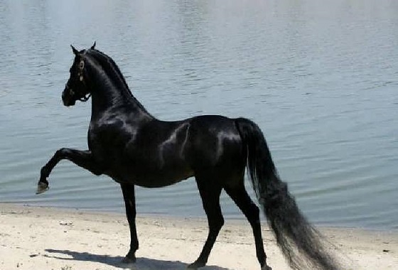  اسب های زیبا و اصیل
