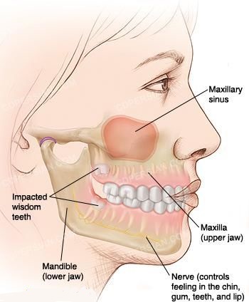  آموزش اناتومی دندان
