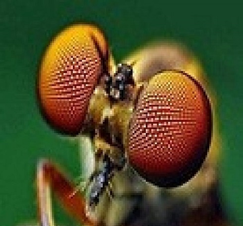 چشم حشرات و لایه ضد انعکاس