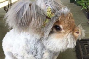 خرگوشی که گوش هایش شبیه بال هستند + عکس