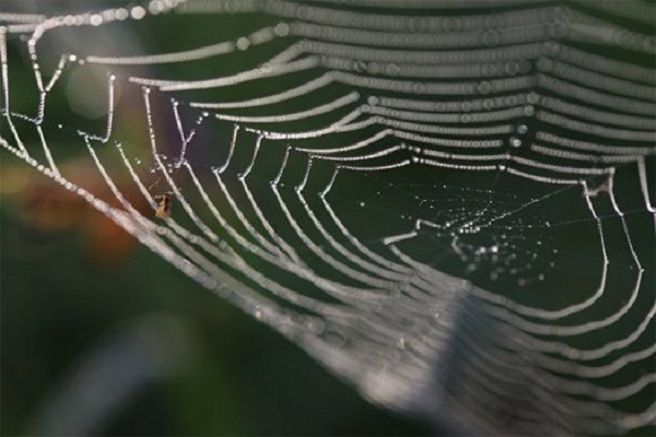 تولید تار عنکبوت مستحکم تر با استفاده از گرافن