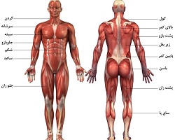 پاورپوینت آناتومی عضلات بدن 
