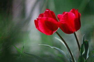  تصاویر فوق العاده زیبا از گل های رنگارنگ برای صفحه دسکتاپ
