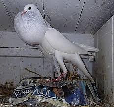 استانداردهای کبوتر پرشی ایرانی 