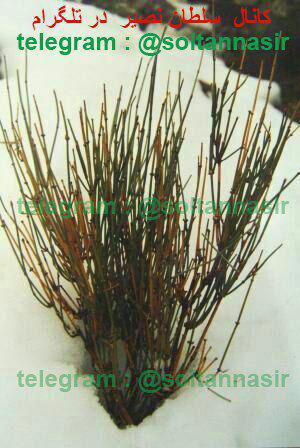 تصویری از گیاه افدرا در میان برف ها 