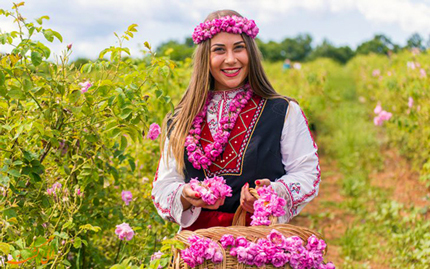 70% صادرات جهانی گل رز در بلغارستان