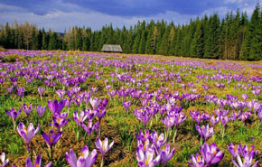 saffron field