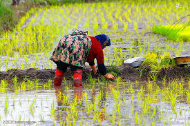 تصویری از نشاء برنج توسط زنان روستای محسن اباد دستک