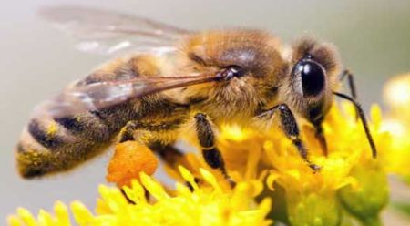 تأثیر زهر زنبورعسل بر سلول‌های سرطانی روده بزرگ