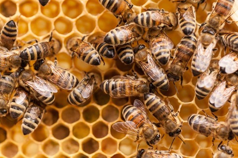 درمان سرطان روده با زهر زنبور