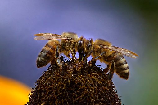 شگفیهای زندگی زنبورعسل