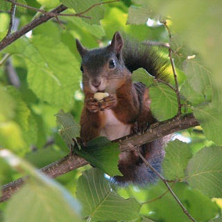 عکس سنجاب روی شاخه درخت