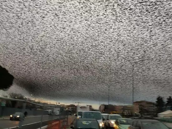 تسخیر آسمان رم توسط پرنده ها 