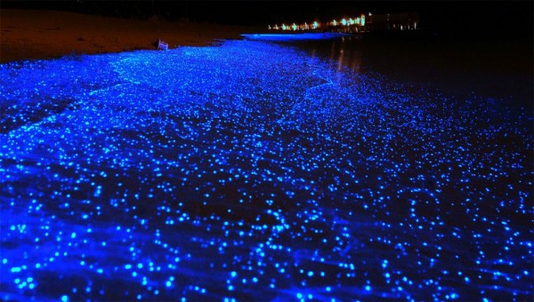 دریای ستارگان ، زیباترین پدیده جزایر وادهو